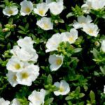 Portulaca Oleracea- 10 O Clock (White)