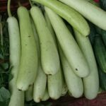 Bottle gourd pusa naveen
