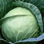 Cabbage F1 Deep Shikha 60