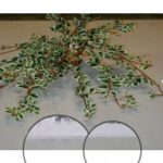 Artificial Hanging Peperomia V.G. Small