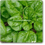 Spinach Italian Matador -Indian Vegitables