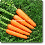 Carrot Mohan Chantenay Nantes -Indian Vegitables