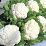 Cauliflower F1 Hybrid -Indian Vegitables