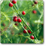 Wild Asparagus