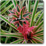 Ananas bracteatus striatus -�