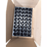 Seedling Tray Round 40 Cells (Disposal)