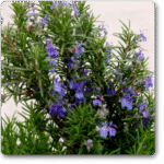 Rosemary