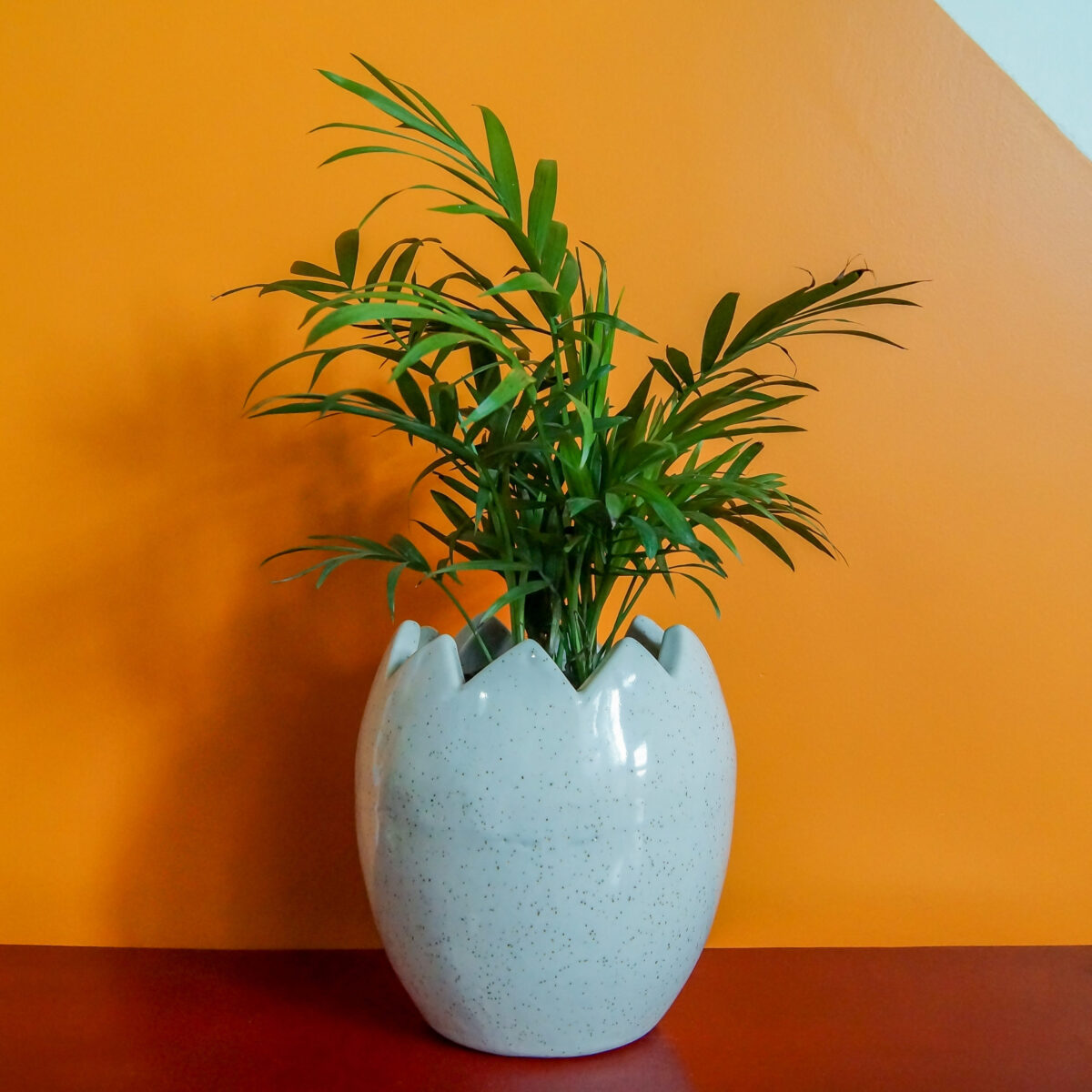 Bamboo Plam - Image 1
