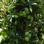 Banginapalli Mamidi Big