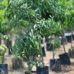 Banginapalli Mamidi Small