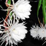 Brahma Kamalam / Saussurea obvallata