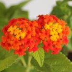 Lantana (Red- Haldi Kumkum) - Ground Cover