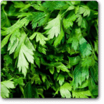Parsley