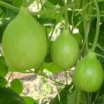 Bottle gourd round