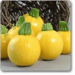 Zucchine Imported Round Yellow