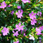 Cuphea Hyssopifolia ( Lavender)