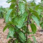 Mentha Arvensis- Japanese Mint - Medicinal Plant