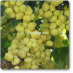 Star Gooseberry- Harfarauri�