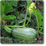 Pumpkin F1 Hybrid 406 -Indian Vegitables