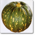 Pumpkin F1 Hybrid Bheema -Indian Vegitables