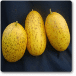 Cucumber F1 Samber Selection -Indian Vegitables