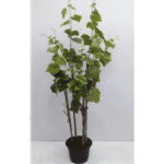 Artificial Plant 2079-A�