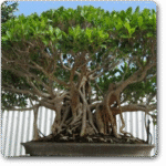 Ficus Multiroots 190cm�