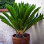 Queen Sago- Cycas circinalis