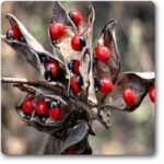 Abrus precatorius, Crabs Eye - 0.5 Kg Seeds