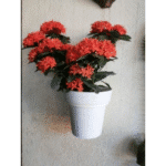 Wall Planters