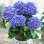 Hydrangea Macrophylla (Blue)