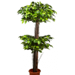 Artificial Ficus Plant Double Topiary