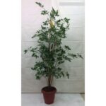 Artificial Plant 2270-Z