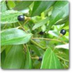 Cinnamon Bark- Dal chini� - Medicinal Plant