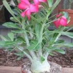 Adenium flore pleno hybrida - Plant