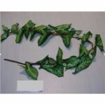 Bougainvillea Hanging and Creepers Set