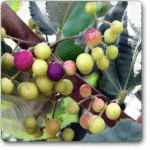 Phalsa- Falsa-Grewia asiatica�