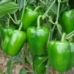 Capsicum green