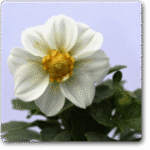 Dahlia (White) - Ground Cover