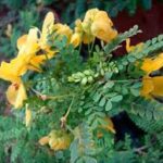Cassia Biflora