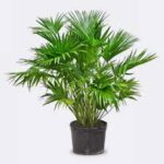Chinese Palm