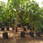 Chinna Rasalu Mango Tree