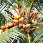 Coconut Cilone Tree