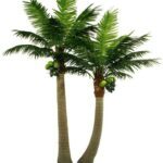 Coconut Tree - Chenangi