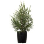 Leyland Cypress Evergreen Tree