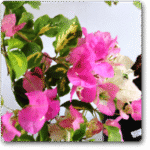 Bougainvillea Variegated (Pink and Whit