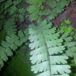 Adiantum caudatum�