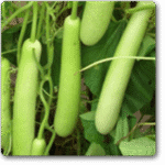 Bottle Gourd F1 Rama -Indian Vegitables