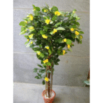 Yellow Camellia Topiary Plant