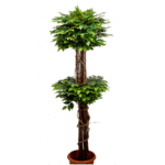 Varigated Ficus Topiary Plant